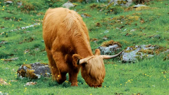 Highland Cattle Cows Graze On A Summer Pasture