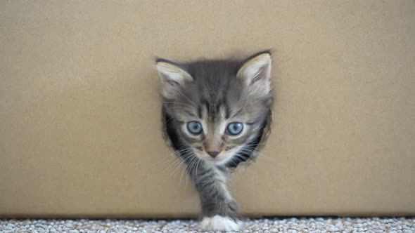 Little kitten getting out from hole in cardboard box. Cat hides in a shelter