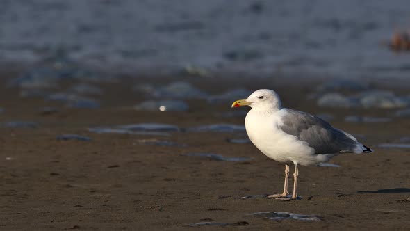 A seagull stands on a sandy shore. Sea waves in the background.