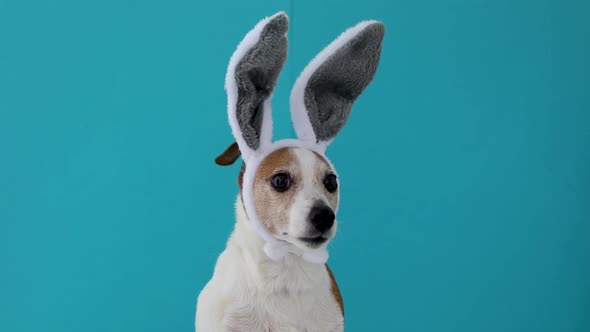 Frightened Dog with Rabbit Ears