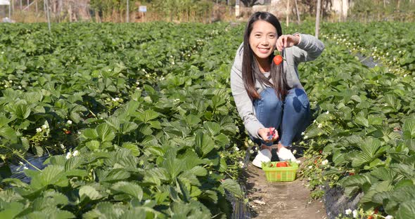 Woman picking strawberry in the field