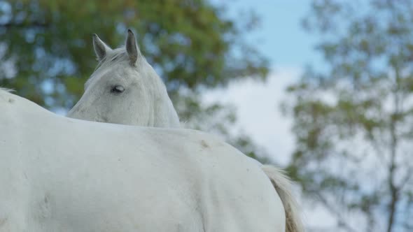 Two white horses