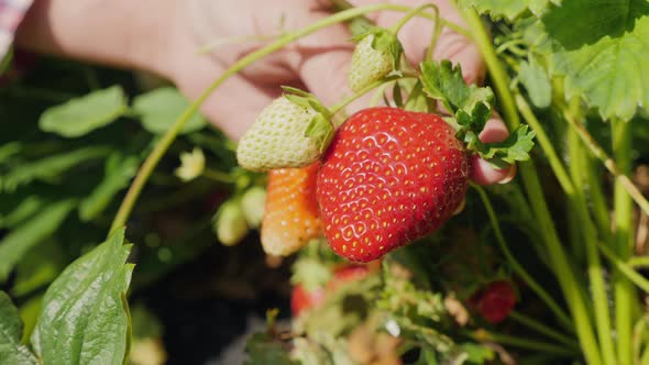 Girl Picks a Big Ripe Strawberry From the Bush, Closeup
