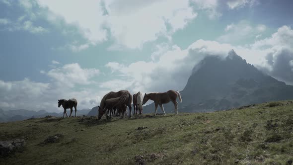View of a Group of Horses Grazing Grass Along the Lake Ayous in the Pyrenees in France on a Bright