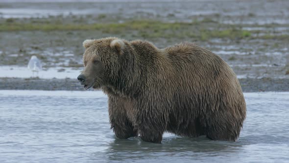 Grizzly Bear in Water Searching For Fish