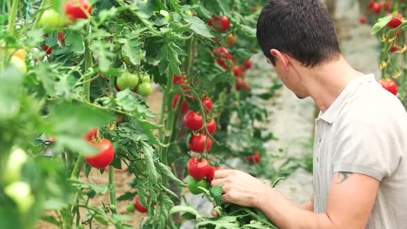 Young Gardener Working at Greenhouse