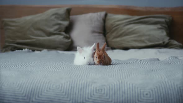 Portrait shot of two small brown and white rabbits on the bed. Rabbits sitting on the bed in the bed