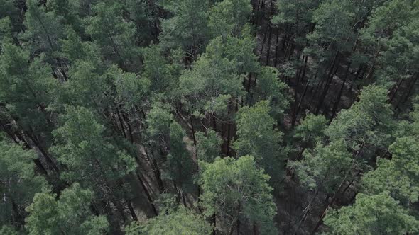 Green Pine Forest By Day Aerial View