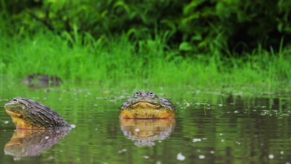 Male African Bullfrog Inflating Its Vocal Sac That Makes A Mating Call In Central Kalahari Game Rese