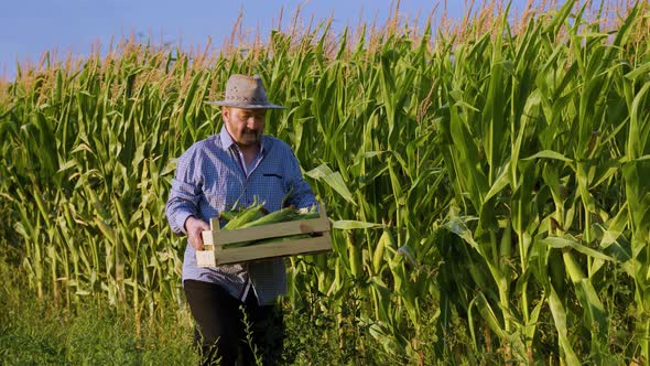 Tracking Shot Happy Elderly Farmer Walks Across the Field and Carries Full Box of Corn in His Hands