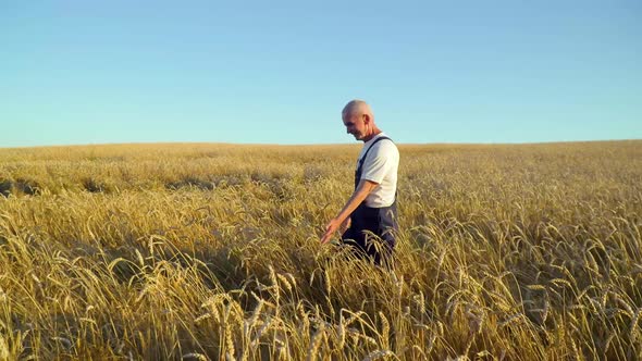 Senior Caucasian Farmer Walking on Golden Wheat Field