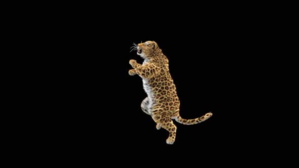 Leopard Dancing HD