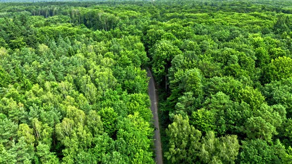 Aerial view of green trees in summer, Poland.