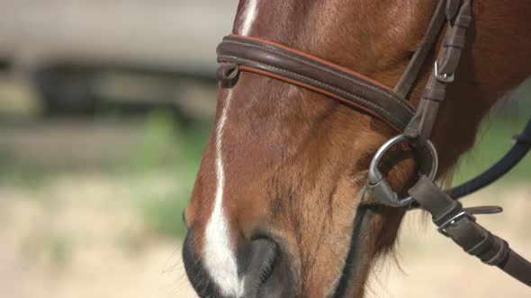 Beautiful Brown Horse Eye Close Up