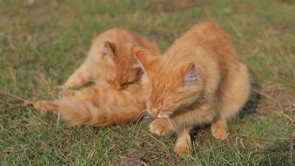 Two Young Identical Red Cat Playing with Each Other