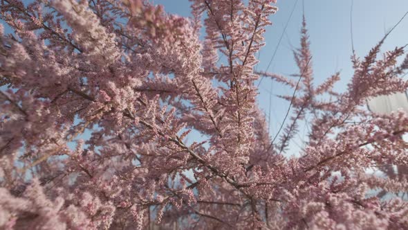 Spring Blooming Cercis Siliquastrum Judas Tree