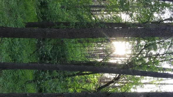 Vertical Video of a Beautiful Green Pine Forest on a Summer Day Slow Motion