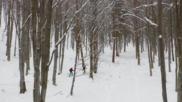 Splitboard and Ski touring Concept. Friends going Uphill in a line in the mountains forest woods