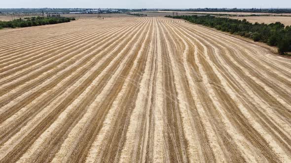 Wheat field