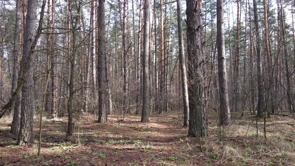 Forest Landscape Aerial View Slow Motion