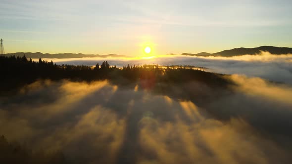 Aerial view of dark green pine trees in spruce forest with sunrise rays shining through branches