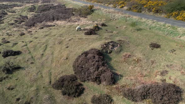 Flying Over The Pasture Land Of North York Moors National Park With Sight Of A Lone And Black-Faced