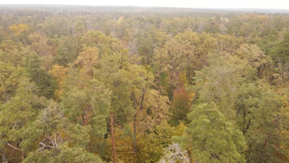 Forest with Trees in an Autumn Day