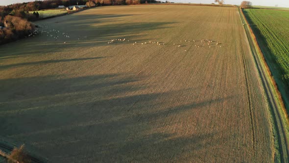 Aerial drone video of Sheep in fields on a farm in rural countryside farmland scenery, with green fi