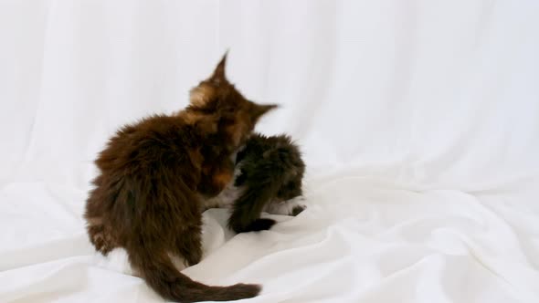 Cute Grey Kittens Playing Fight