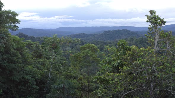 Aerial view, slowly flying over the tree tops revealing the vast tropical forest behind them