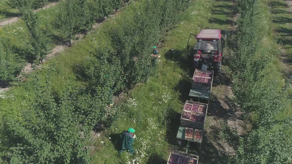 Aerial view of worker on apple plantation