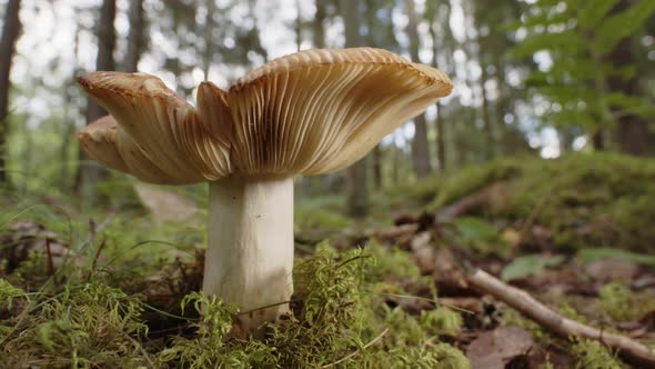 ZOOM IN, a Russula Cerolens mushroom growing in a Swedish forest