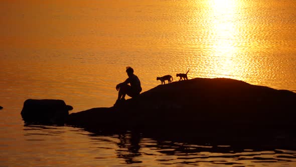 Man with cats on the background of golden path of setting sun over water.