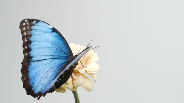 Slow Motion Beautiful Blue Silk Morpho Butterfly Opening Wings on Daisy Flower