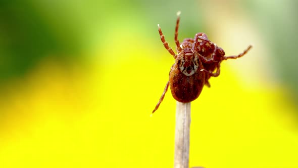 Bloodsucking Mites are Fighting on a Dry Grass with a Blurred Yellow Dandelion on the Background