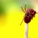 Bloodsucking Mites are Fighting on a Dry Grass with a Blurred Yellow Dandelion on the Background - VideoHive Item for Sale