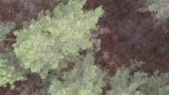 Vertical Video of Trees in a Pine Forest Slow Motion