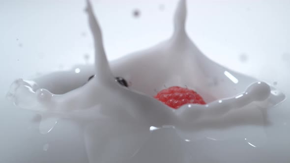 Blackberry and raspberry falling into milk. Slow Motion.