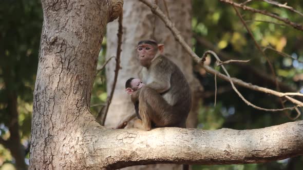 Bonnet Macaque - Macaca Radiata Or Zati With Newborn Sitting On Tree branch. Mother Monkey With Infa