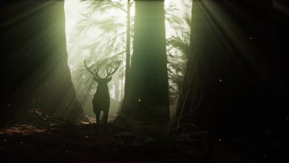 Beautiful Deer in the Forest with Amazing Lights at Morning