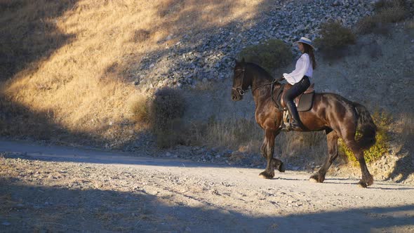 Side View of Purebred Graceful Brown Horse Walking in Sunlight in Slow Motion with Rider on Back