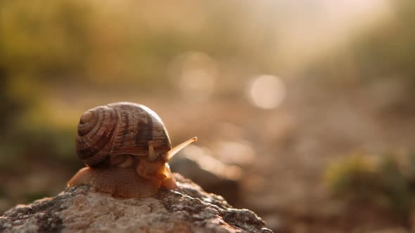 The Snail is Reaching for the Sunlight