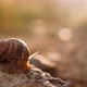 The Snail is Reaching for the Sunlight - VideoHive Item for Sale