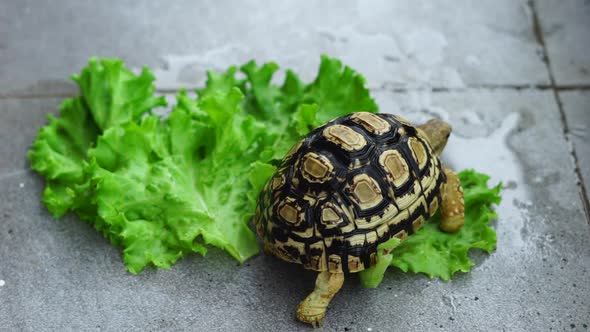 Leopard tortoise eating veggie