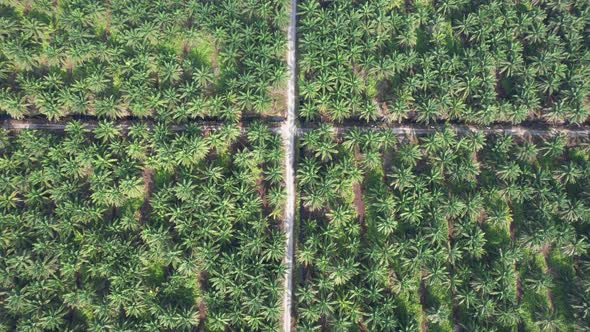 Aerial View of The Palm Oil Estates