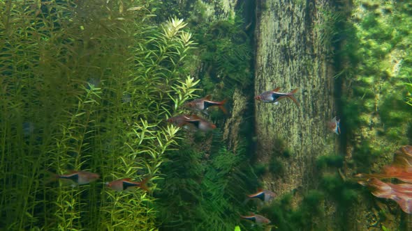 Underwater shooting of a floating school of fish