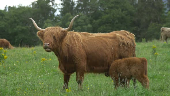 Highland calf and cow on a field 