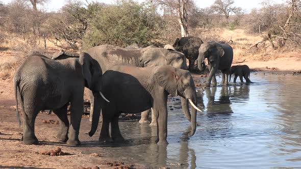 Group of elephants drink at waterhole on sunny day in South Africa