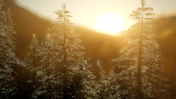 Pine Forest on Sunrise with Warm Sunbeams alt