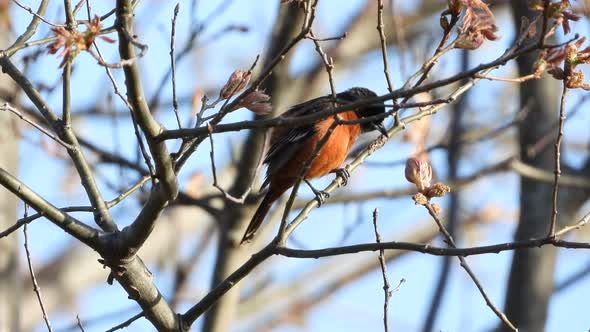 close up shot of an Orchard Oriole on a tree.